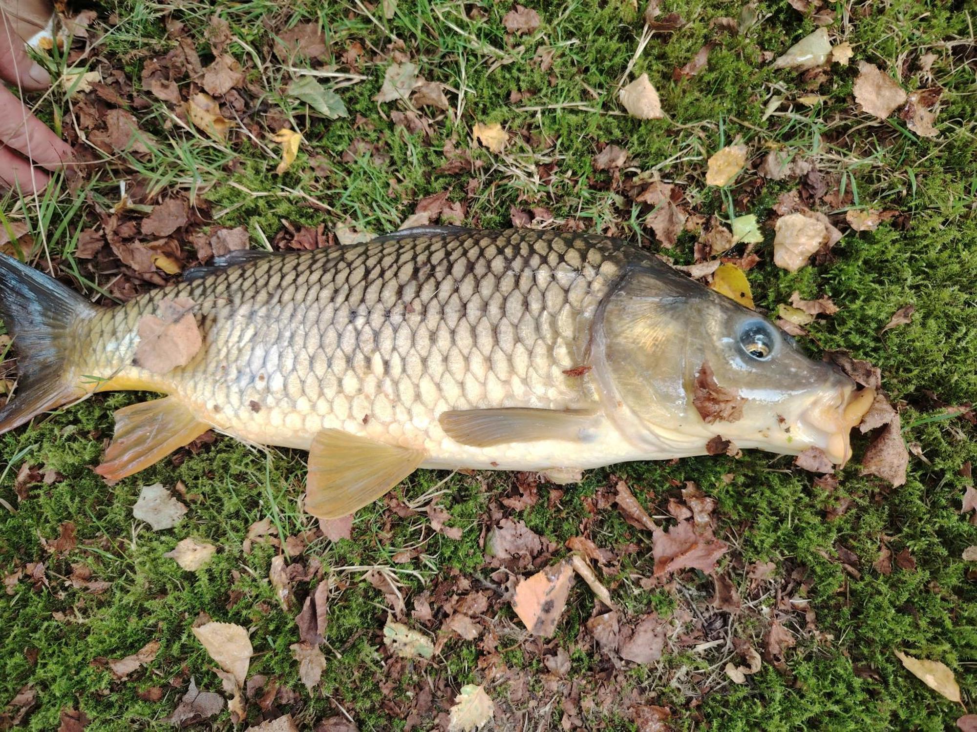 Lakeside Sourdeval